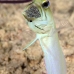 jawfish_yellowhead_bcf_nwp_v_0357_tci2286.jpg